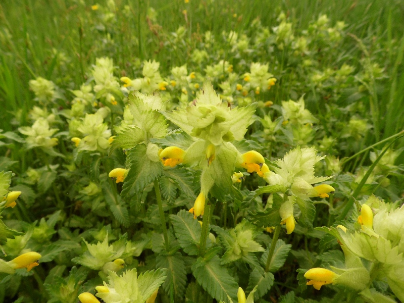 Rhinanthus sp.